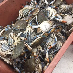 blue crabs in a red container