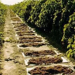Grapes drying in the California sun