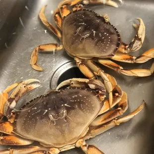 Good sized fresh Dungeness crabs. 2 filled my sink.