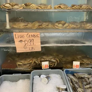 Fresh Crab!