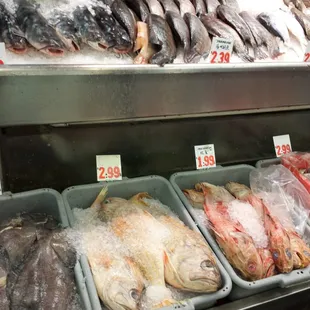 Plenty Of Fresh Fish