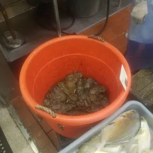 Live bullfrogs - ready to fry....yummi!