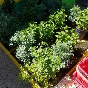 Fresh herbs for sale
