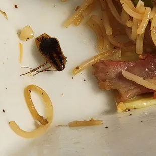 Chinese noodles with roaches