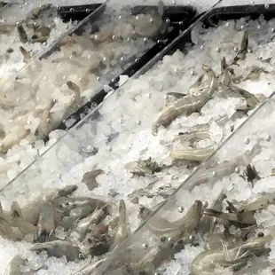 a display of shrimp on ice