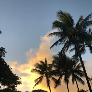 Waikiki