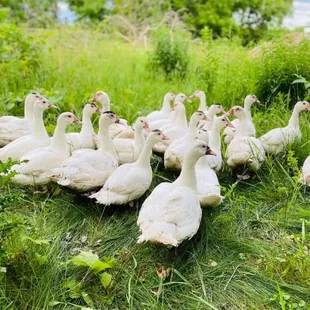 Pasture Raised Ducks