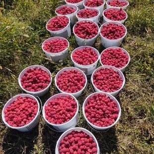 Farm picked raspberries