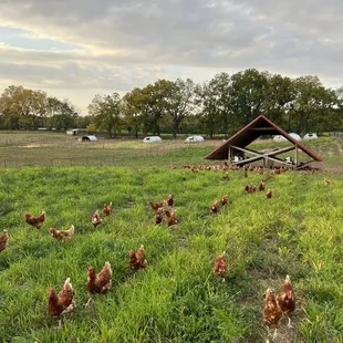 Pasture Raised Chickens