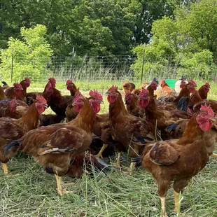 Pasture Raised Chickens