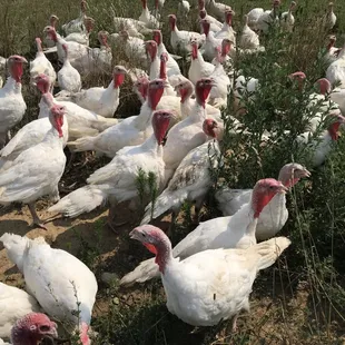 Pasture Raised Turkeys