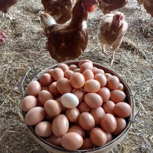 Fresh pasture raised farm eggs!