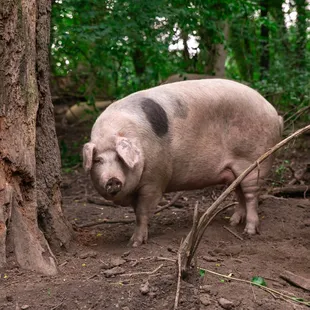 Heritage Breed Pigs