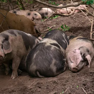 Heritage Breed Pigs