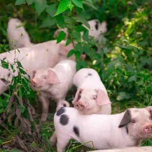 Heritage Breed Pigs