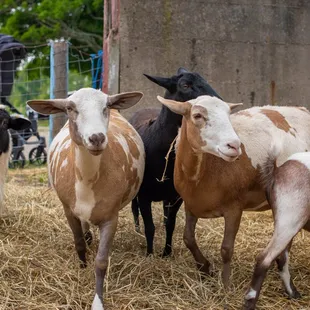 Petting Zoo
