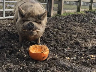 Lambs Farm- Farmyard