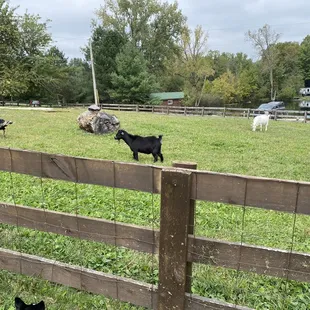 Turkeys and goats to feed in one area! Donkeys, ponies, and sheep on another