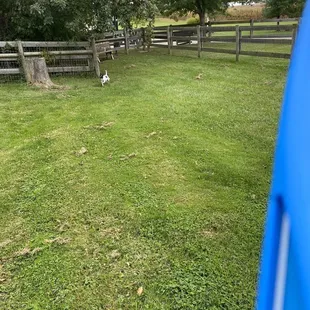 My dog having fun at one of the dog parks