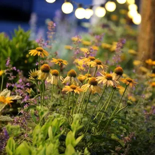 Perennial flower beds set the mood in the lawn