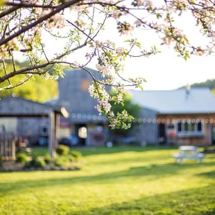 a view of the back yard