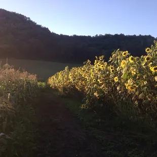 Be sure to walk around the fields while waiting for your pizza!