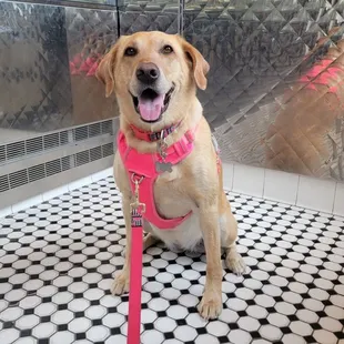 a dog in a shower