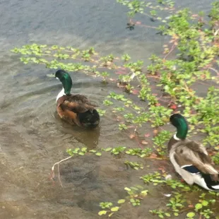 I like ducks..,.