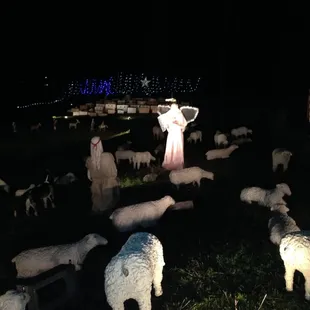 Shepard's and sheep.