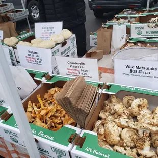  variety of mushrooms