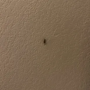 A roach crawling up the wall