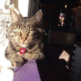 Simon the Shop Kitty