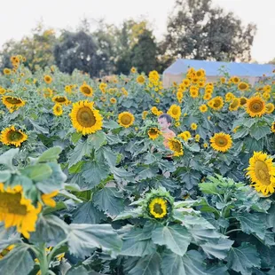Child in sunflower maze