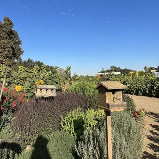a sunflower garden