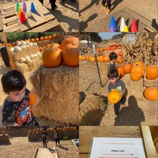 children picking pumpkins