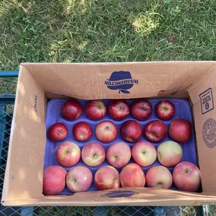 My pick's of Apples! (Jonathan's &amp; Fuji Apples)