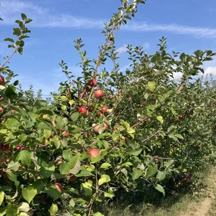a row of apple trees