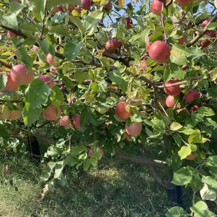 Just the natural beauty of apples on the orchard!