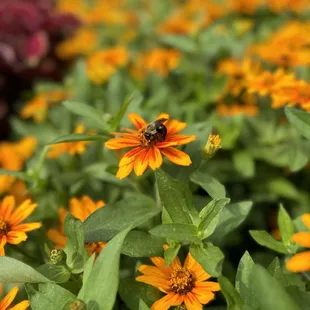 Plenty of busy bees!