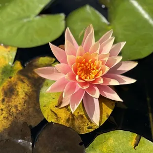 Water lily on one of the koi ponds.
