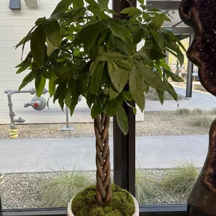 Beautiful money tree