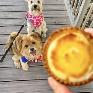 IG @FoodandPooch