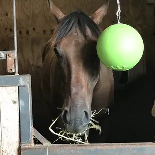 Sunny Acres is such a wonderful and peaceful place! Goat Yoga is a blast, the market is great, and the horses love it!!