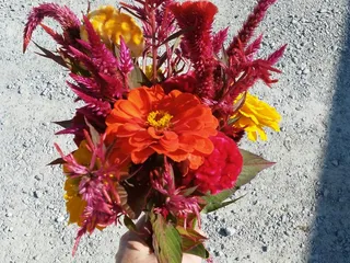 Schnitzelburg Community Farmers Market