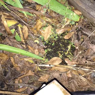 And our neighbors have a ton of rabbits that they feel the need to dump their droppings by our power pedestal and water spigot!