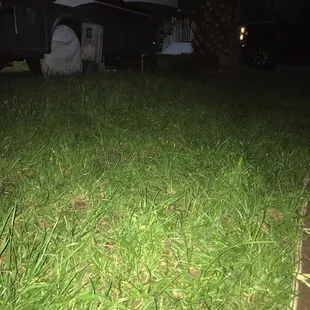 Hard to tell but all the grass here is very tall and nothing is kept up.
