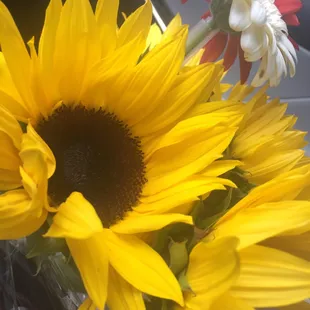 $9.99 for a 5 sunflowers