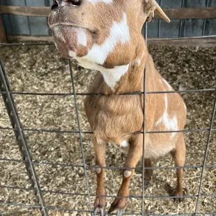 Friendly female goat, also a little bit of a bully to the others (oops)