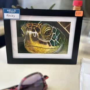 Rocky the turtle is coming home with us