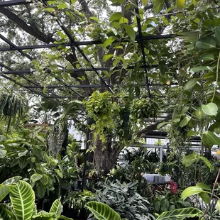 Plant Nursery next door